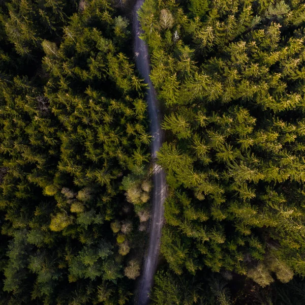 Weg Durch Die Bäume Mitten Wald Frühling — Stockfoto