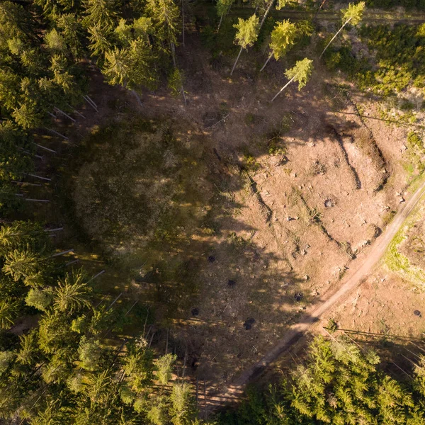 Herz Aus Bäumen Und Einem Pfad Mitten Wald Frühling — Stockfoto