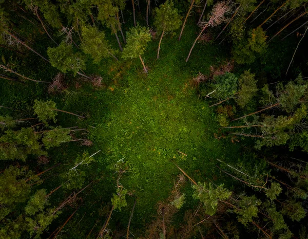 Círculo Coníferas Verdes Uma Floresta Densa Com Uma Clareira Meio — Fotografia de Stock