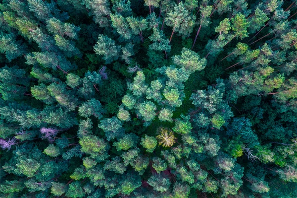 Kilátás Drónról Erdőben Nyár Közepén Stock Kép
