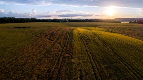 Çek Cumhuriyeti 'nde sakin bir yaz akşamında bir çiftlik arazisi manzarası