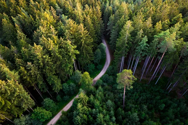 Klikatá Cesta Lesem Horkém Létě Při Západu Slunce — Stock fotografie