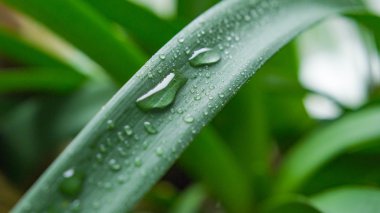 su yakın çekim yeşil yaprağı damla
