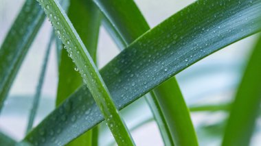 su yakın çekim yeşil yaprağı damla