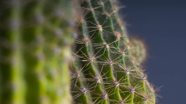 Cactus op donkere achtergrond — Stockfoto