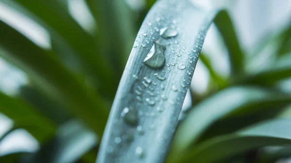 Nahaufnahme von Wassertropfen auf grünem Blatt — Stockfoto