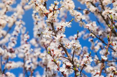 Mavi gökyüzünde Kiraz Çiçeği