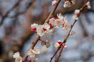 Mavi gökyüzünde Kiraz Çiçeği
