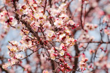 Mavi gökyüzünde Kiraz Çiçeği