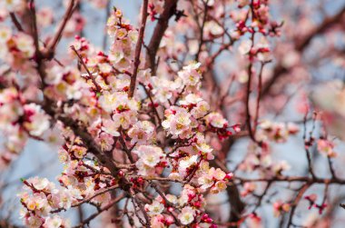 Mavi gökyüzünde Kiraz Çiçeği