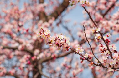 Mavi gökyüzünde Kiraz Çiçeği
