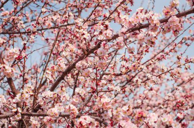 Mavi gökyüzünde Kiraz Çiçeği