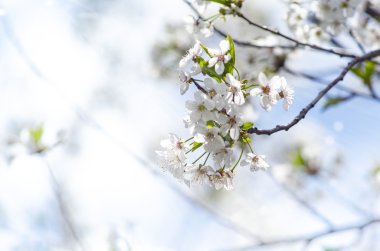 Mavi gökyüzünde Kiraz Çiçeği