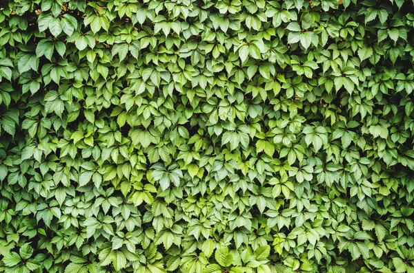 Fondo de pared hojas verdes —  Fotos de Stock