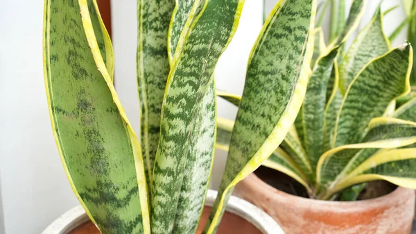 Sansevieria zeylanica, kayınvalide, yılan fabrikası, dracaena trifasciata veya Lidah Mertua