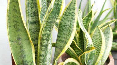 Sansevieria zeylanica, kayınvalide, yılan fabrikası, dracaena trifasciata veya Lidah Mertua.