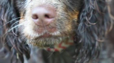 Bir köpeğin yakın çekimi.
