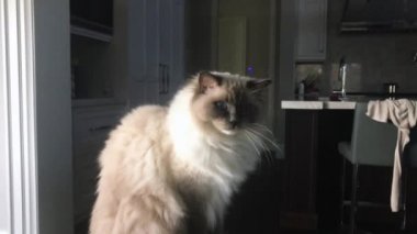 Pencerenin önünde oturan bir kedi