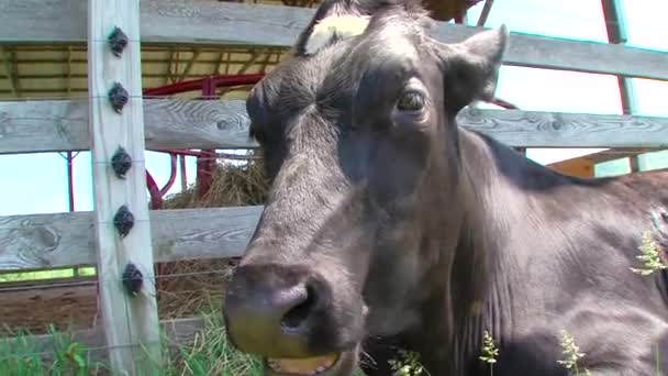 Une vache brune debout sur une clôture métallique — Video