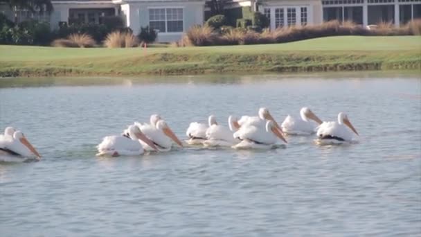 En flock måsar simmar i en vattensamling. — Stockvideo