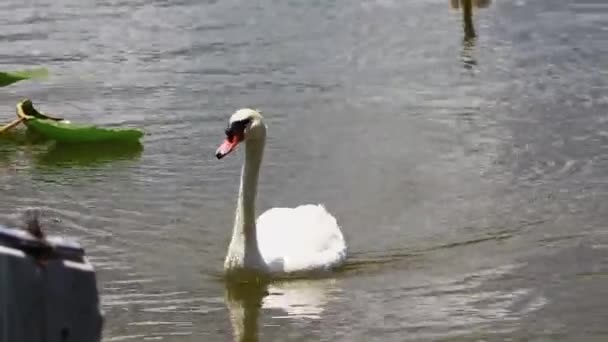 Cisne nadando en un cuerpo de agua — Vídeos de Stock