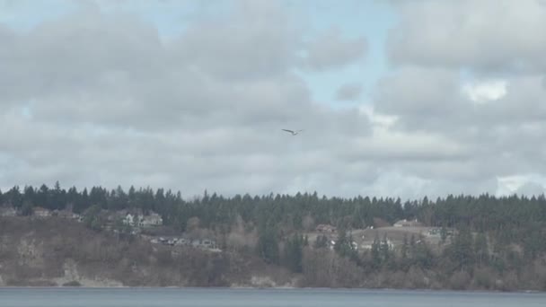 En bred bild av fåglar som flyger runt enorma floden — Stockvideo