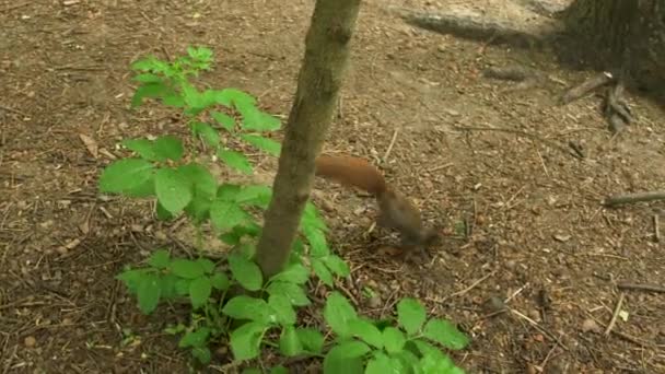 Un primer plano de un jardín — Vídeo de stock