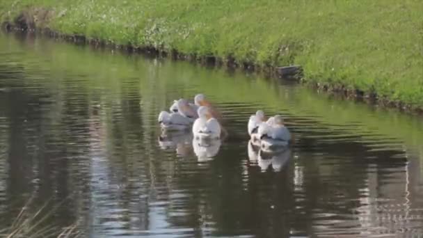 鳥の群れが水の上に座っている — ストック動画