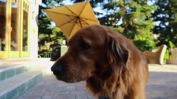 Великий коричневий собака стоїть на тротуарі — стокове відео