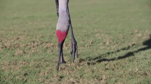 Um pássaro em pé em cima de um campo coberto de grama — Vídeo de Stock