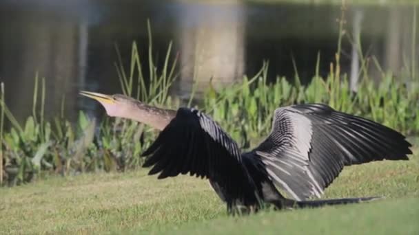 Птица, стоящая на покрытом травой поле — стоковое видео