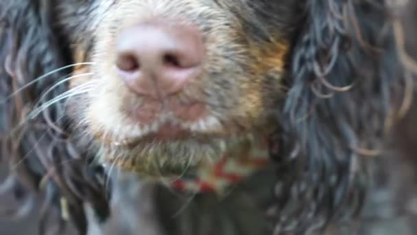 A close up of a dog — Stock Video