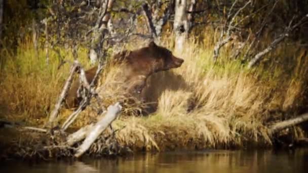 Een beer die in het water staat — Stockvideo