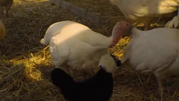 Un groupe de moutons debout sur un tas de foin — Video