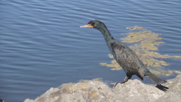 Un uccello in piedi accanto a un corpo d'acqua — Video Stock