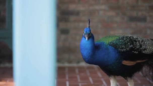Egy madár áll egy épület előtt. — Stock videók