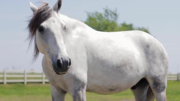 Um cavalo castanho ao lado de uma vaca — Vídeo de Stock