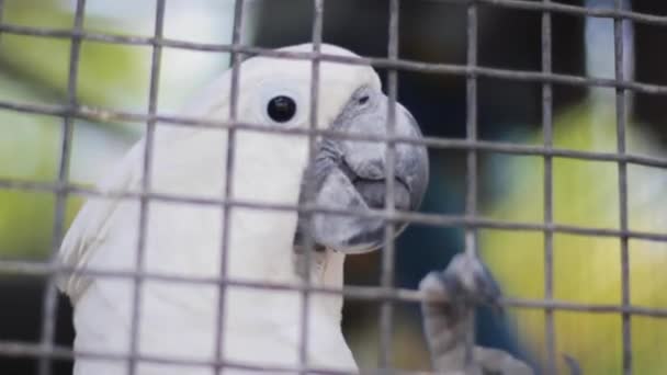 Un oiseau assis sur une cage — Video