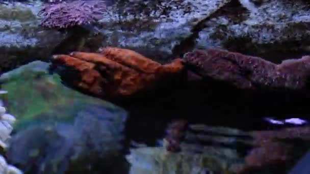 Een pan van aquarium zwembad met exotische zeedieren en riffen — Stockvideo