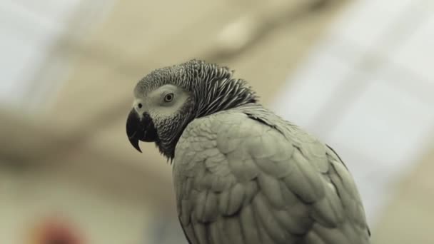 Zbliżenie ptaka — Wideo stockowe