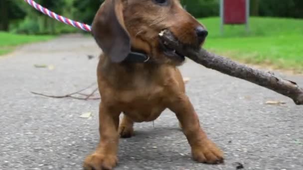 En brun hund i koppel — Stockvideo