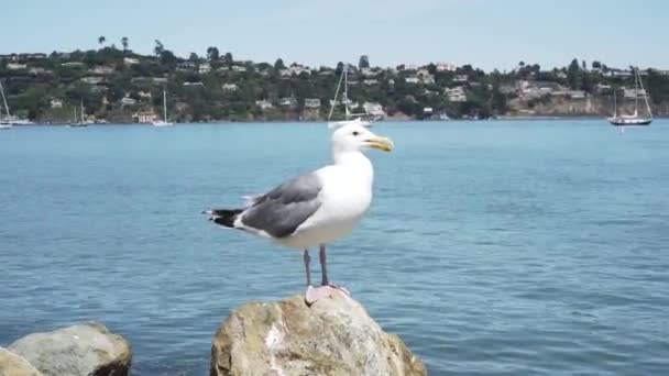 Ein Vogel, der vor einem Gewässer steht — Stockvideo