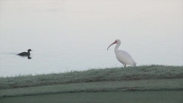 水の体の横に立つ鳥 — ストック動画