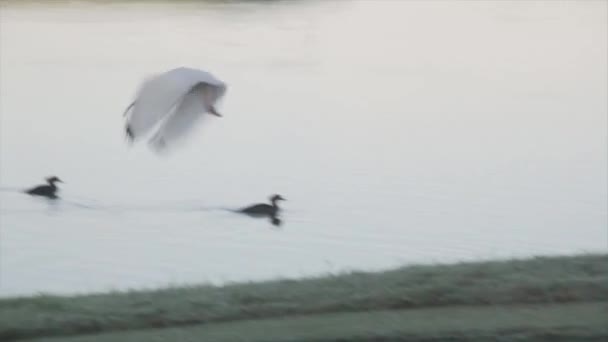 Un uccello in piedi accanto a un corpo d'acqua — Video Stock