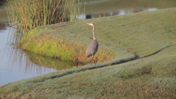 Un uccello in piedi su un prato coperto d'erba — Video Stock