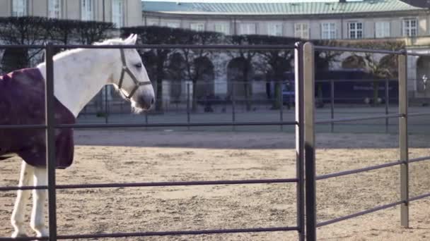 Un caballo parado frente a un edificio — Vídeos de Stock