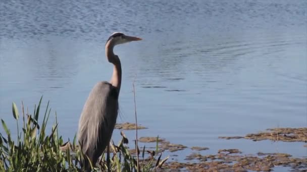 Pták stojící vedle vodní hladiny — Stock video