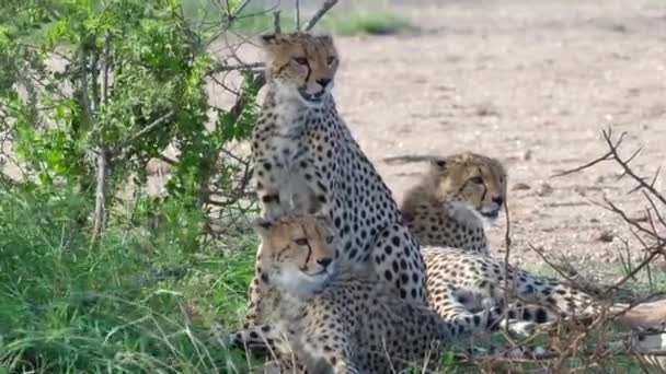 Eine Gruppe Giraffen steht neben einer Katze — Stockvideo