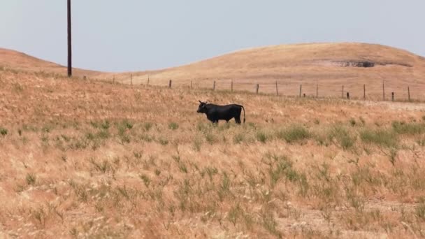 Egy tehén áll egy száraz füves mező tetején. — Stock videók