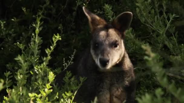 Un kangourou debout sur l'herbe — Video
